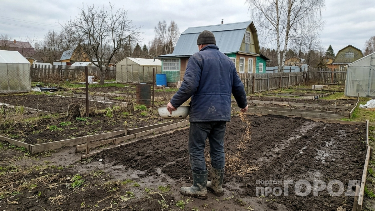 Миска крупы вместо целой тачки навоза: бросаем по всему участку - в мае земля легче и приятнее шелка