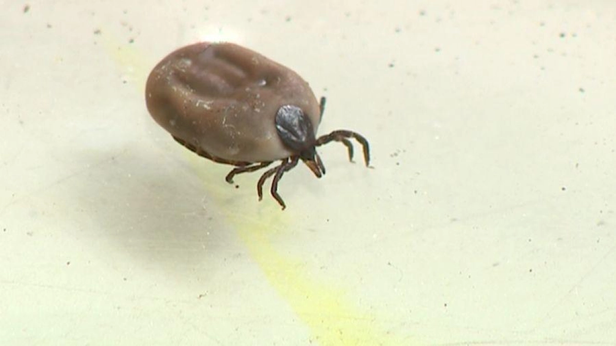 За неделю в Ярославской области клещи укусили 246 человек, треть — дети