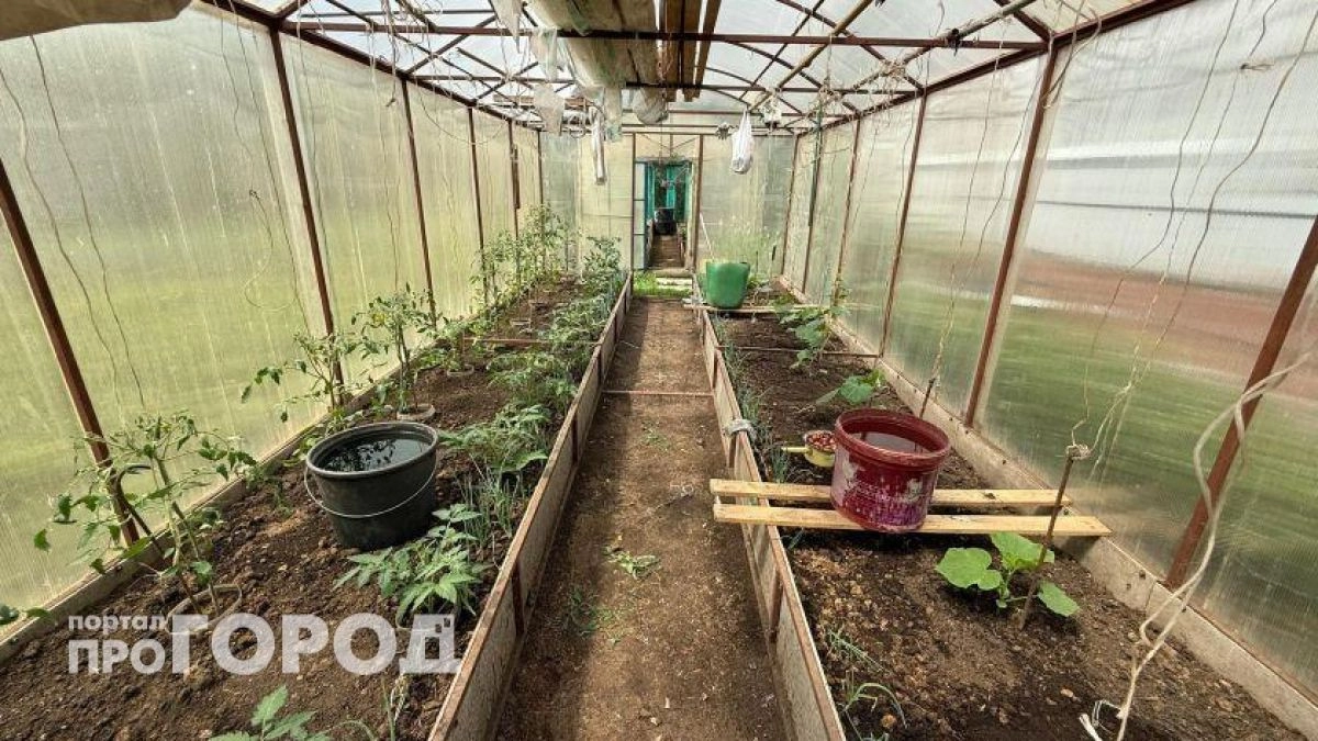 Срочно проверьте свои теплицы до 1 мая: как не попасть на крупный штраф и избежать принудительного сноса