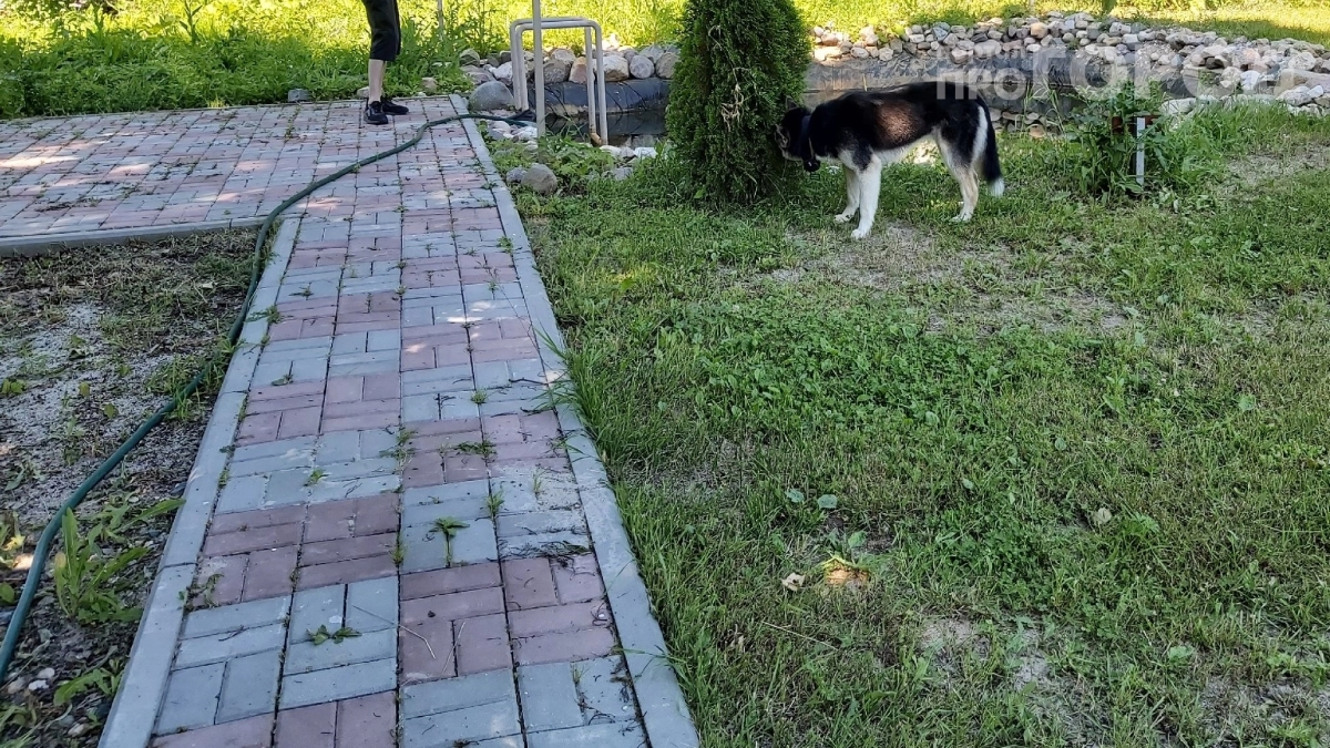 3 ложки порошка на ведро — и швы между плитками станут чистыми: мох на дорожках исчезнет за 48 часов