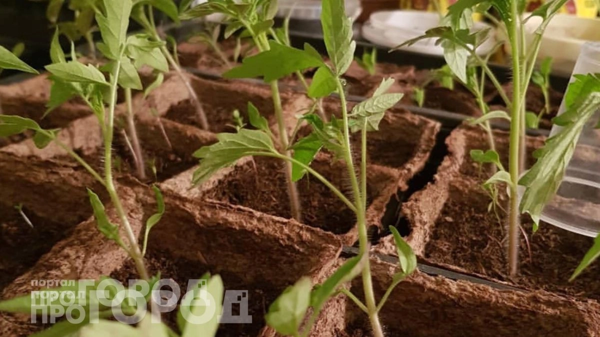 Добавляю ложку этого состава при поливе: рассада томатов и перцев становится коренастой за считанные дни