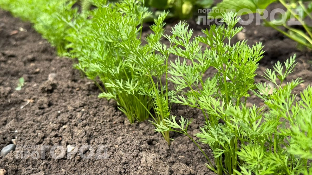 Забудьте о прореживании грядок: обычная банка поможет посеять морковь идеально ровно за десять минут