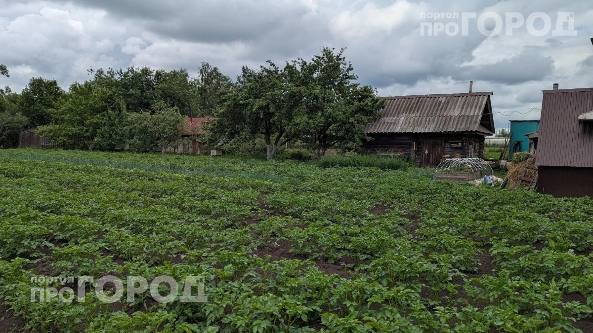 Избавьтесь от этих 6 деревьев немедленно: они разрушают фундамент и медленно убивают ваш сад прямо сейчас