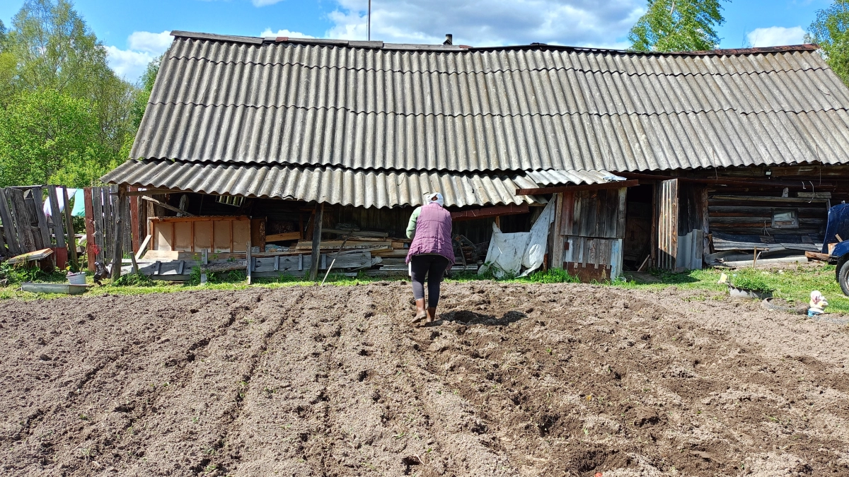Минимум полива и без возни с тяпкой: 3 главных правила посадки картошки по-китайски - увеличивают сбор в несколько раз