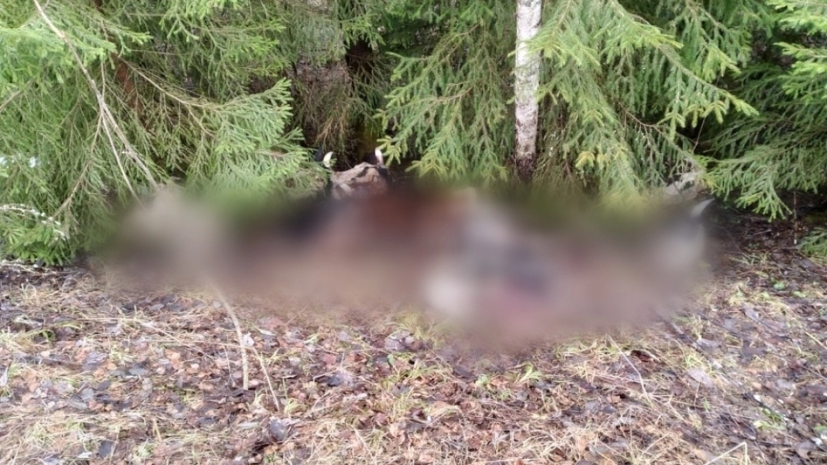  В Ярославской области жители пожаловались на свалку коровьих голов под Рыбинском