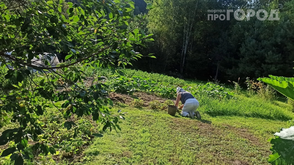 Обработал участок и попал под статью: за что дачников теперь привлекают к реальному сроку — не покупайте дешёвую химию на рынке