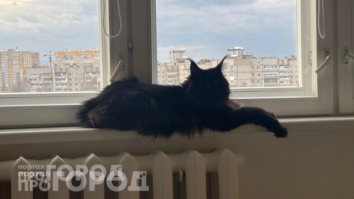 Забудьте о частых визитах к ветеринару: 3 породы кошек с крепким иммунитетом, которые радуют хозяев 20 лет