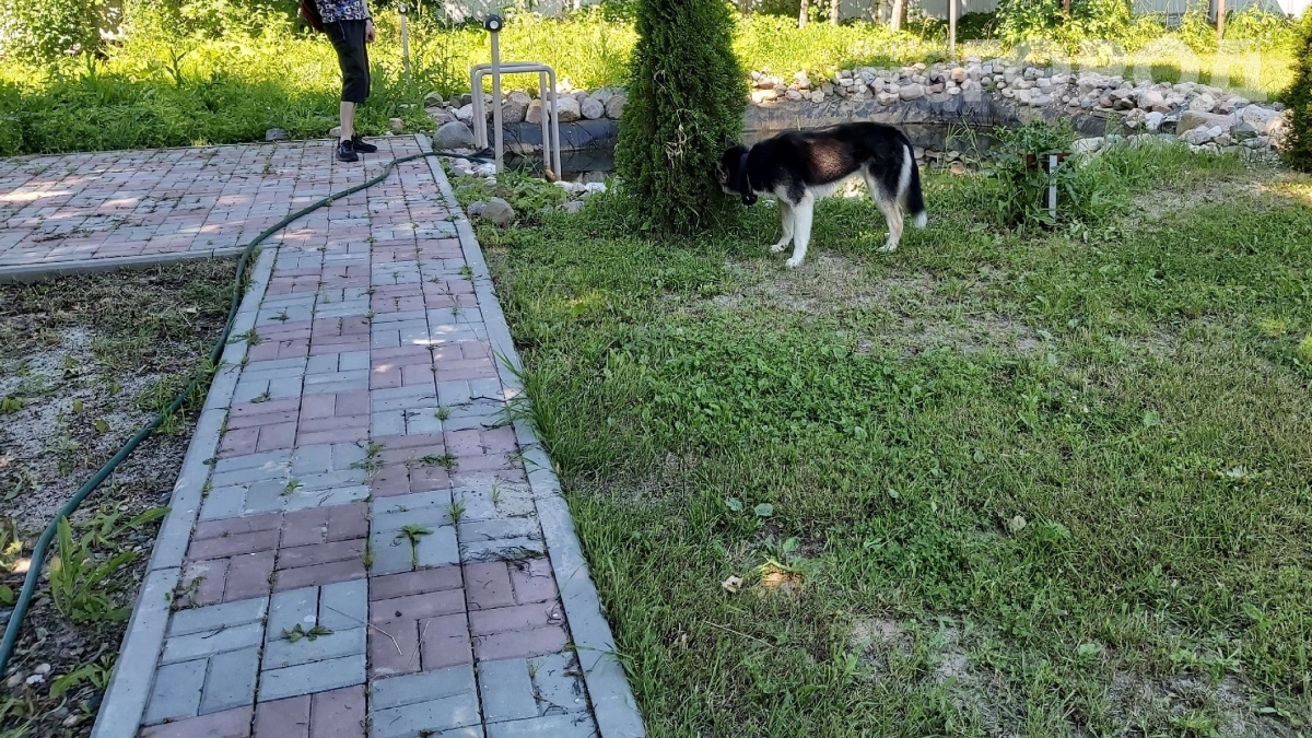 В Европе дорожки остаются чистыми годами — а мы ползаем на коленях каждую весну: они просто засыпают швы другой смесью