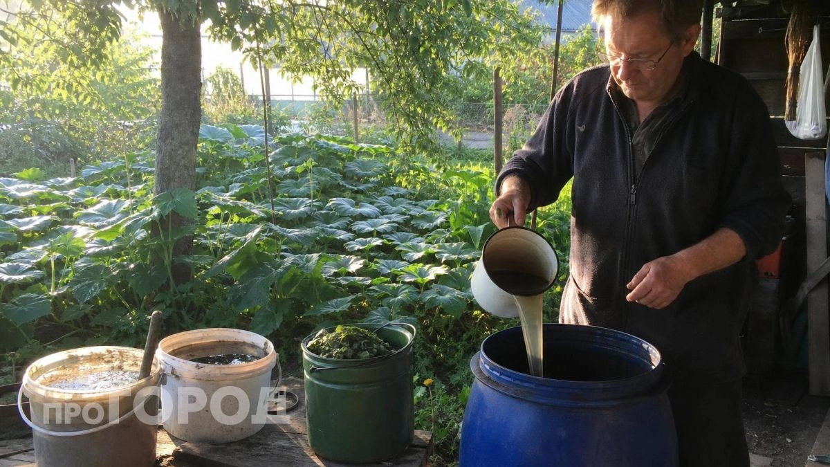 Нашел в архивах монастырский рецепт подкормки для огурцов: три простых компонента дают урожай даже в густой тени