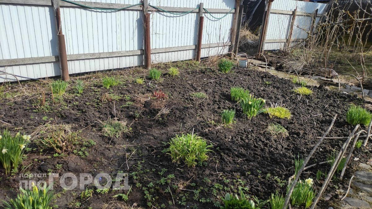 Бархатцы в пролете: сажаем под яблоней 3 маленьких кустика — муравьи и тля все лето обходят дерево за километр