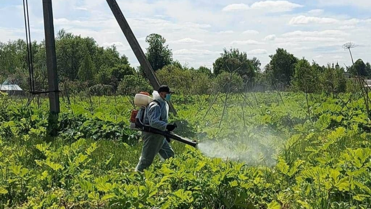 Штрафы до 800 тысяч: в Ярославской области начали масштабную "зачистку" борощевика