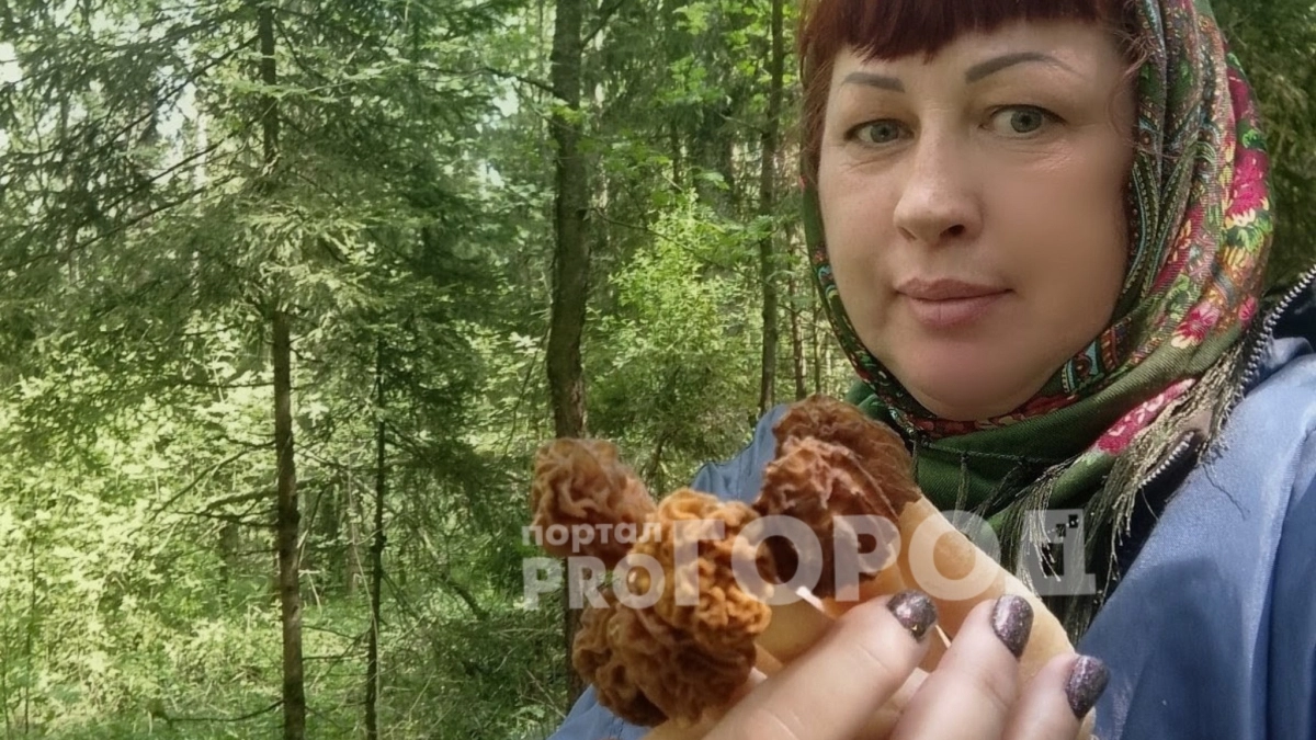 В Ярославских лесах начался грибной бум: корзины заполняются строчками