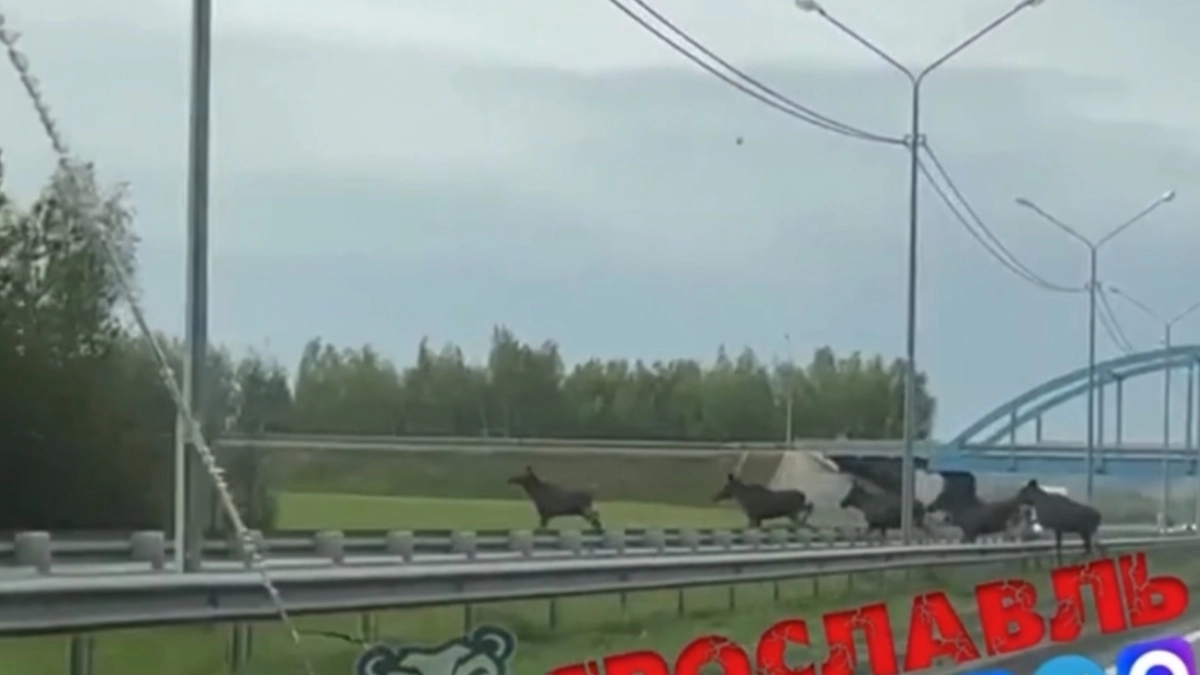 Лоси идут в Москву: под Ярославлем стадо спокойно переходит трассу и игнорирует машины