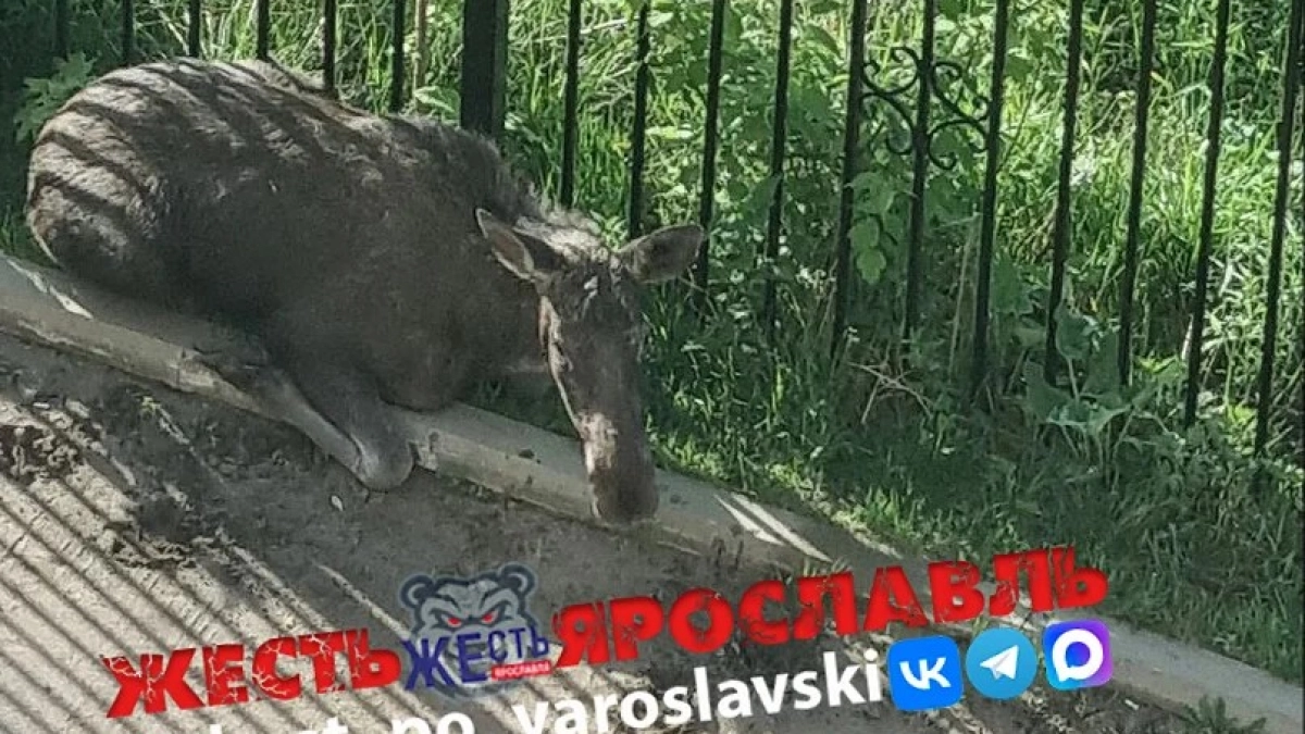 На территорию ярославского ЖК забрели три лосёнка, один из них умер