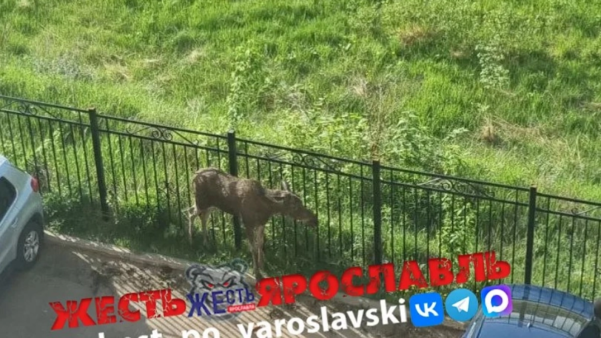 Лосёнок погиб во дворе ярославского ЖК, пытаясь выбраться за забор
