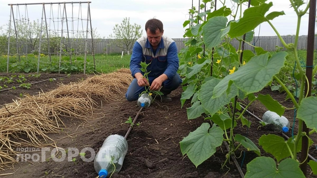 Больше не бегаю с лейкой по грядкам: сделал автополив из бутылок и палочек, который работает сам весь отпуск