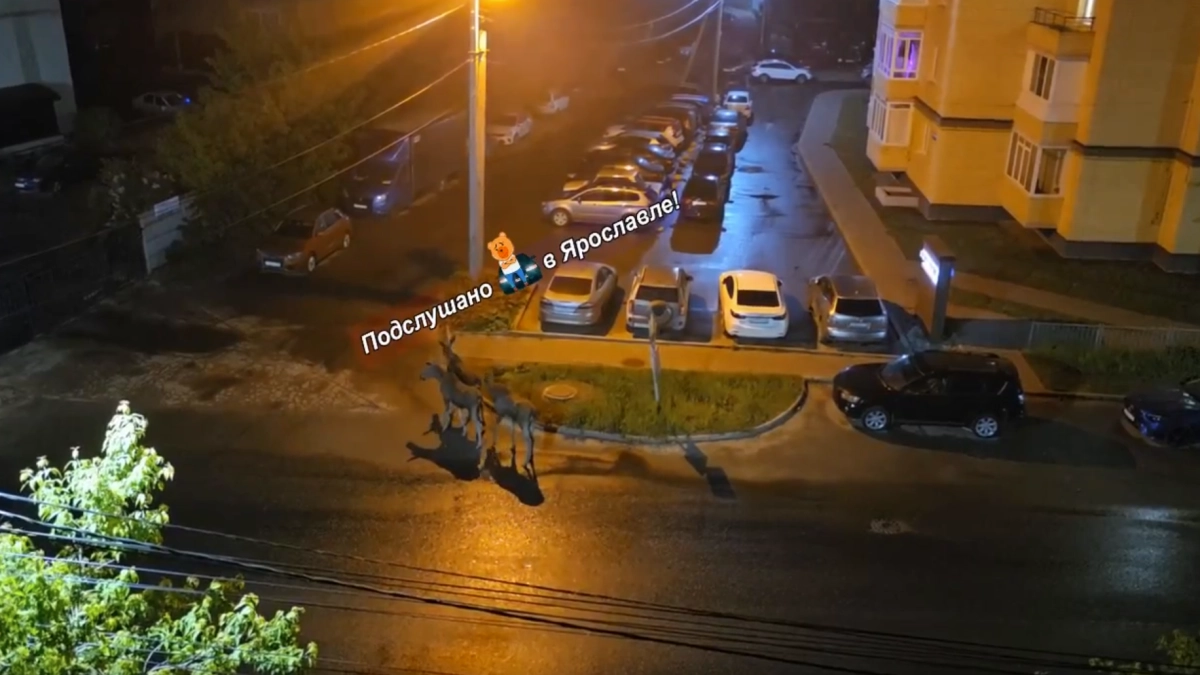 За Волгой в Ярославле заметили банду лосей, которая гуляет по Заволжскому району