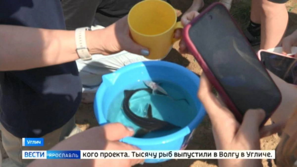 Тысячу мальков краснокнижной стерляди впервые выпустили в Волгу в Угличе