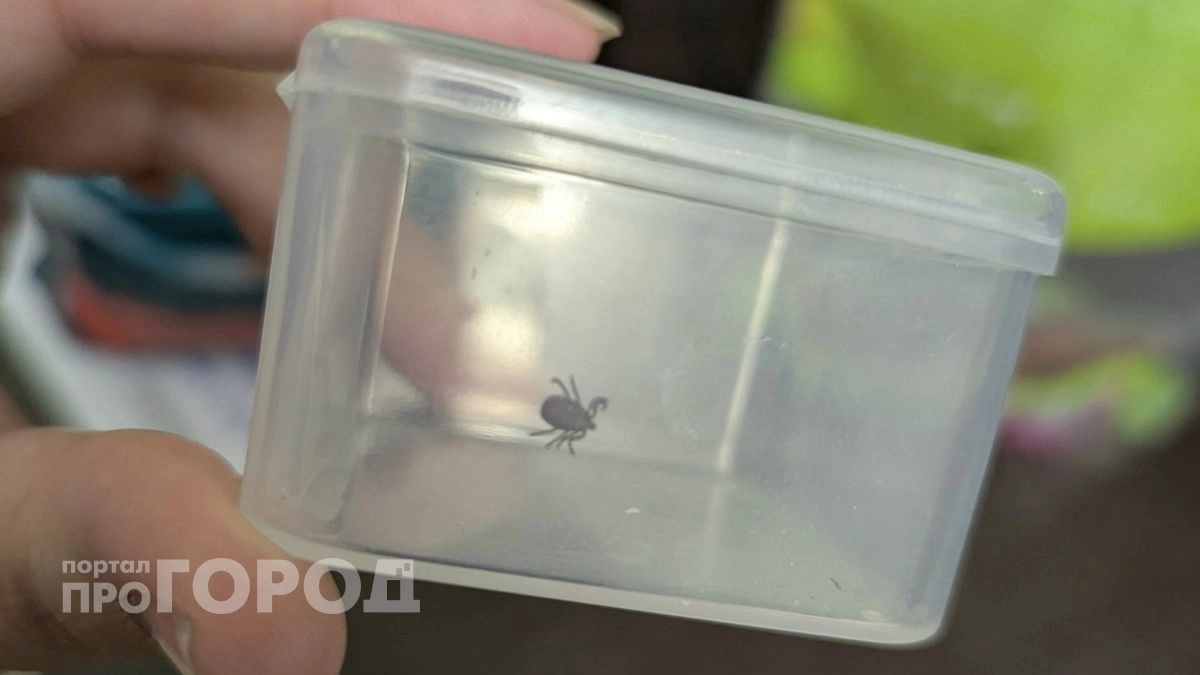 В Роспотребнадзоре рассказали, почему даже "здоровый" клещ может довести до инвалидности