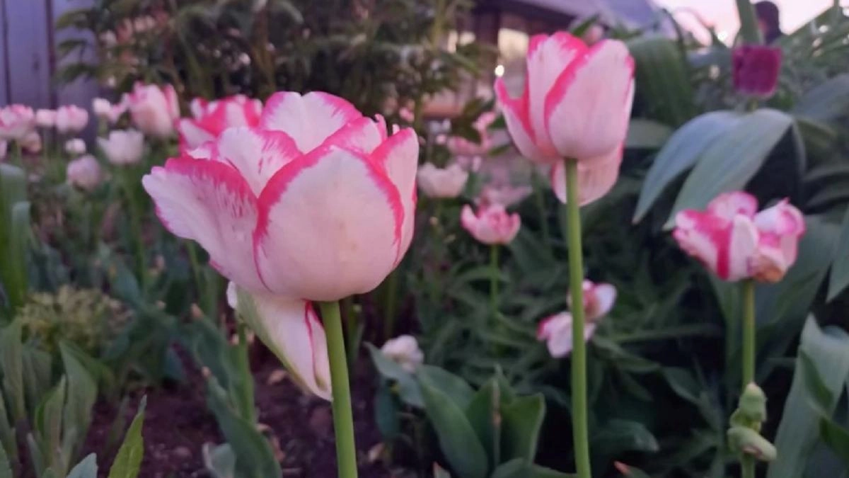 На детском празднике в Переславле-Залесском раздали просроченное мороженое