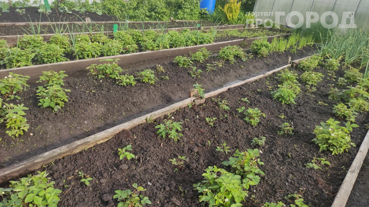 Тля бежит, едва почуяв запах: копеечное средство из кухни, которое очистит сад за ночь
