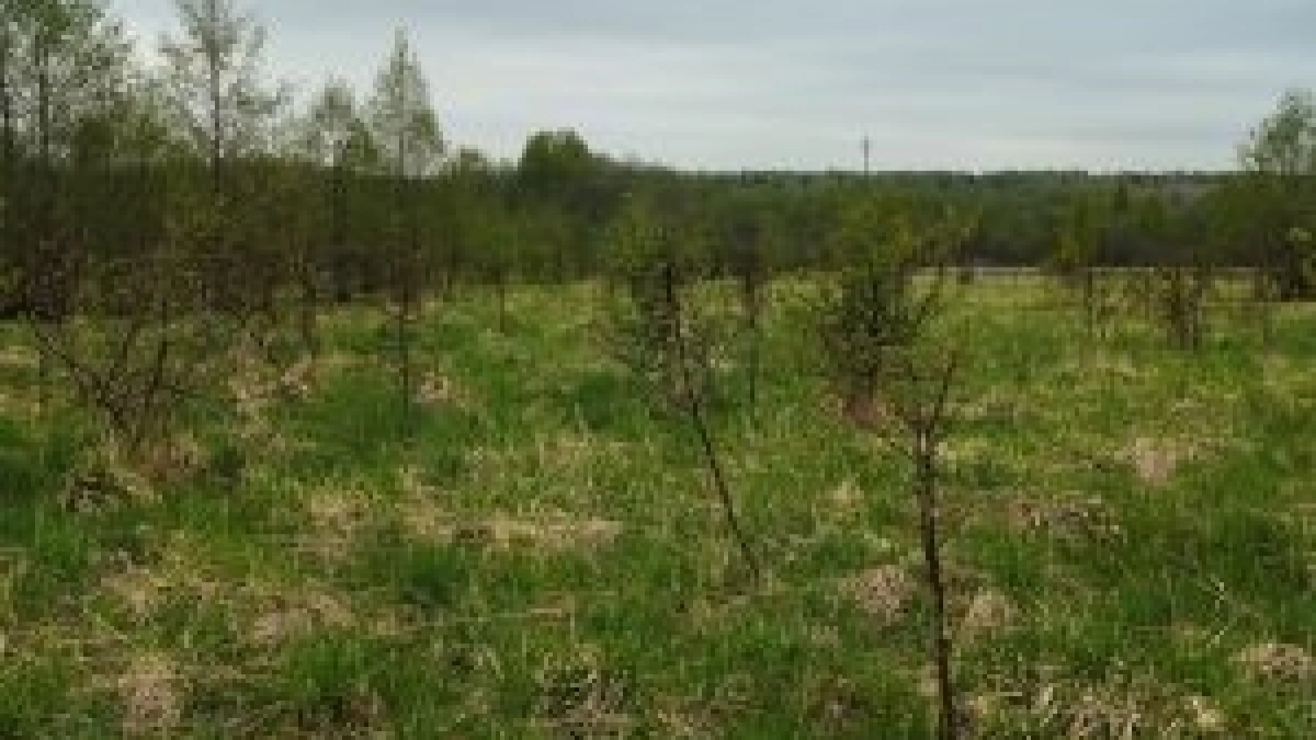 Земля в кустах: как ярославский собственник превратил пашню в джунгли