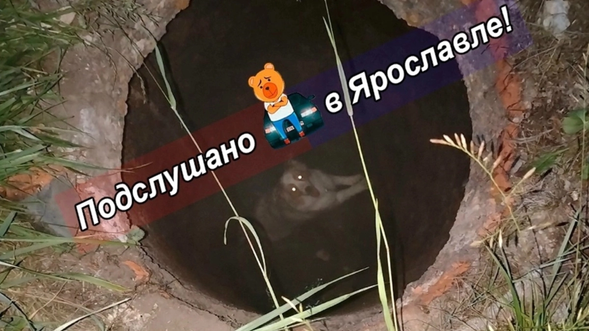 Прогулка сорвалась: ярославский пёс внезапно тестирует канализацию на улице Елены Колесовой