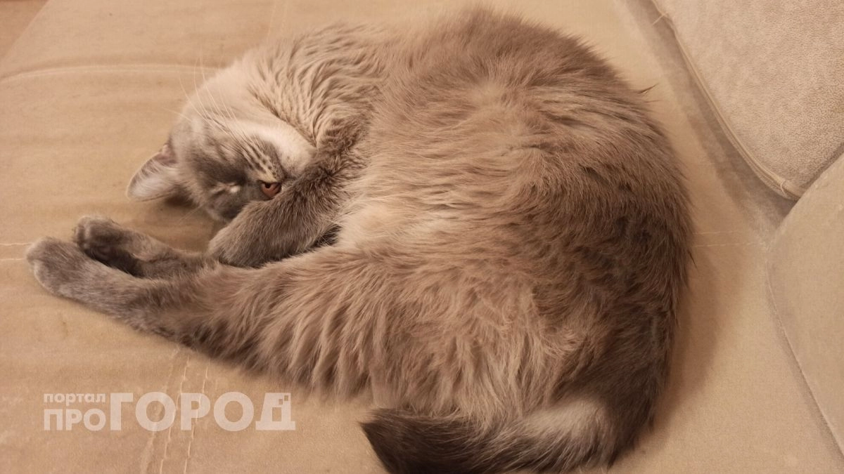 В Ярославле растет спрос на передержку животных и услуги зоонянь