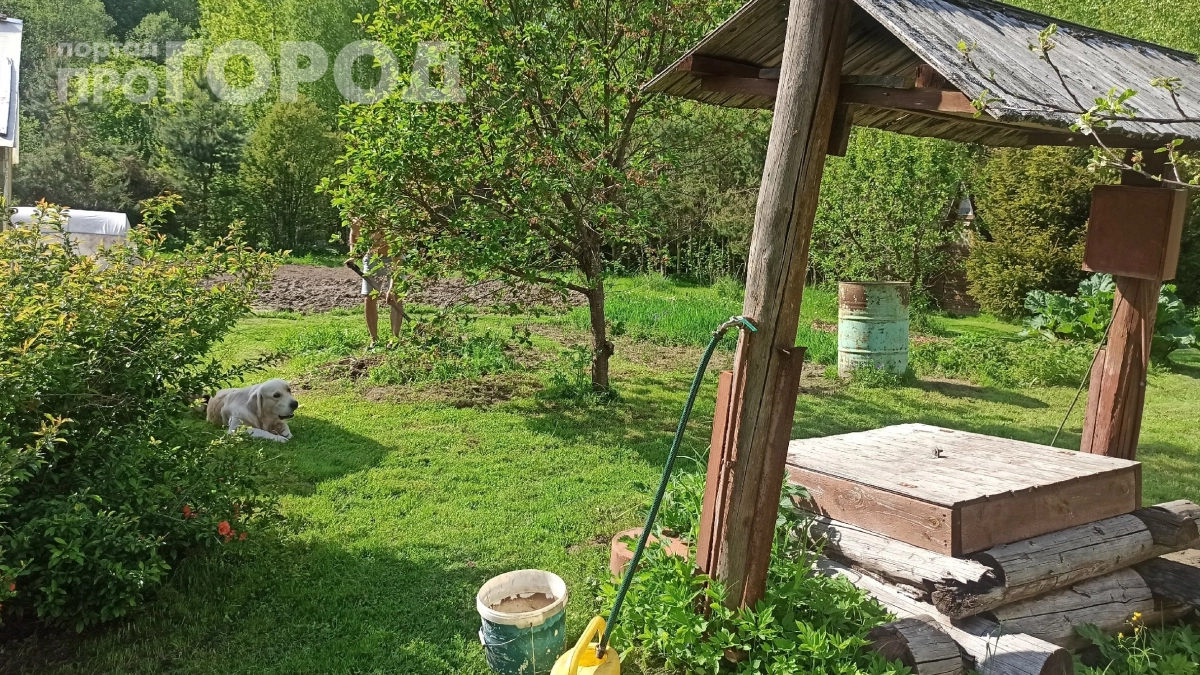Соседи смеялись, а теперь делают так же: развешиваю пакеты с водой по огороду и бед не знаю