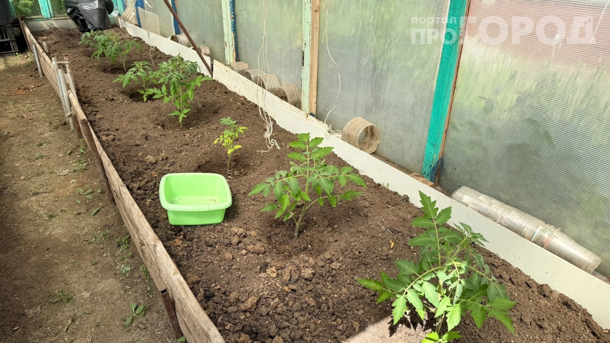 Чем опрыскать томаты в июне, чтобы завязей было море: 3 чудо‑смеси — работает на 100 %