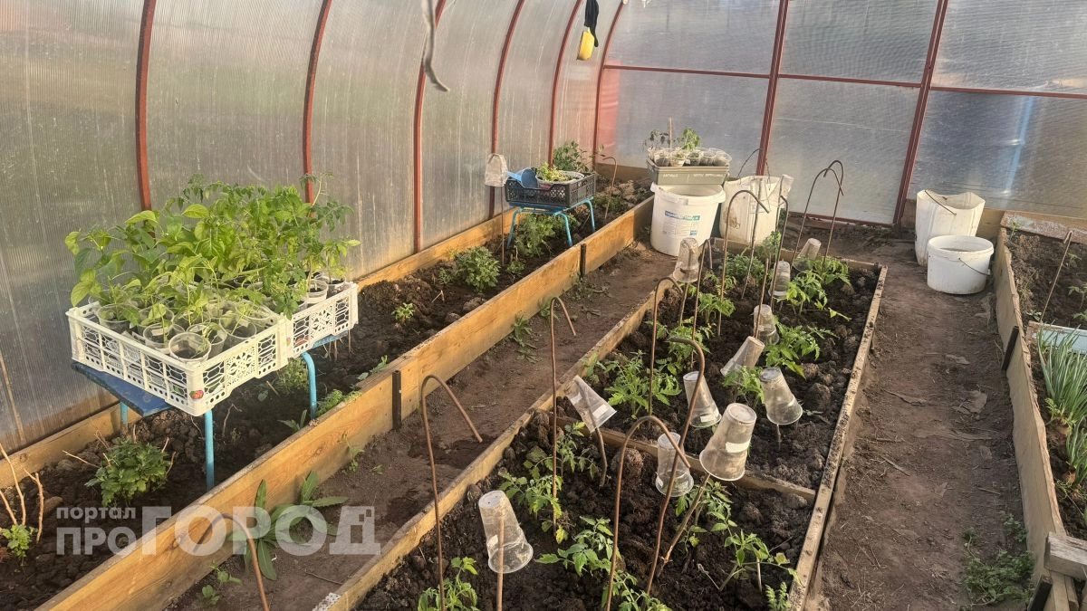 Не выбрасывайте луковую шелуху: огородники используют ее как дорогое удобрение