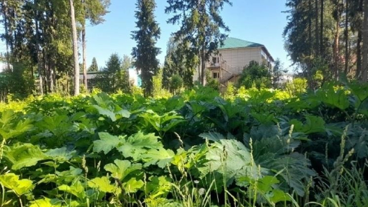 Борщевик Сосновского заполонил окрестности детского лагеря Сахареж в Ярославской области