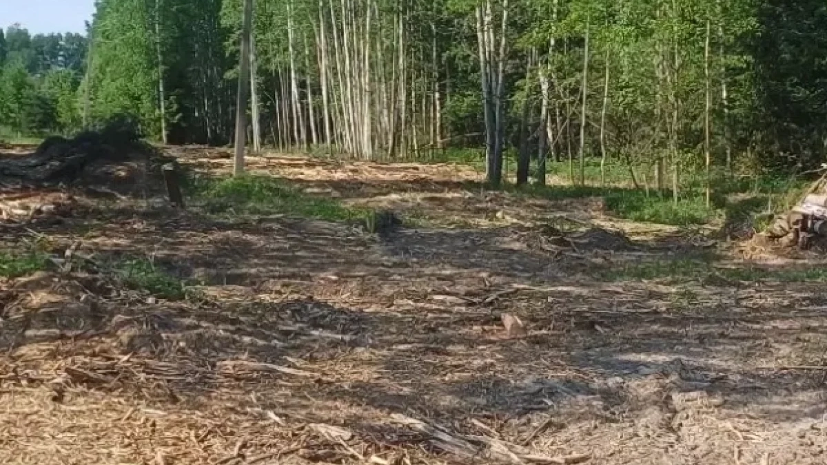 Захламление охранной зоны ЛЭП в Брейтово обернулось проверкой прокуратуры