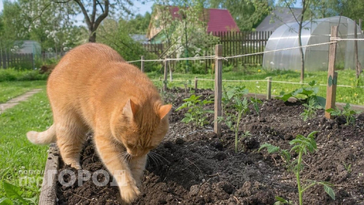 Использовала простую специю с кухни - и кошки больше не гадят на грядках: работает на ура