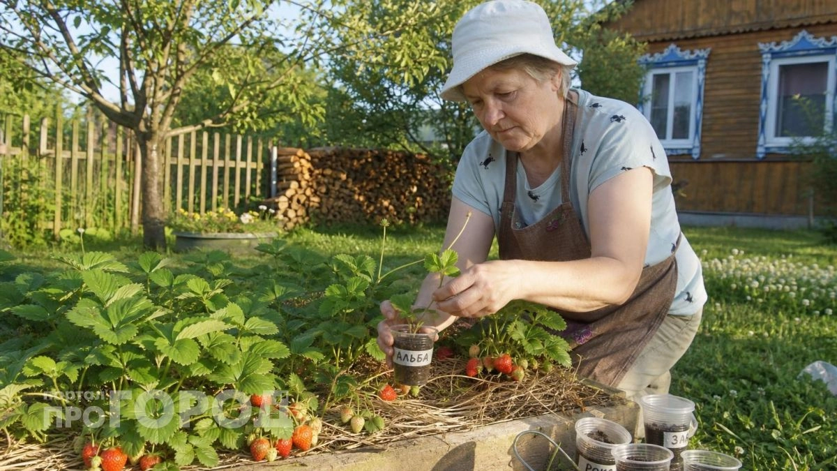 Больше никаких хилых кустиков: как правильно укоренять клубничные усы для рекордного урожая сладких ягод