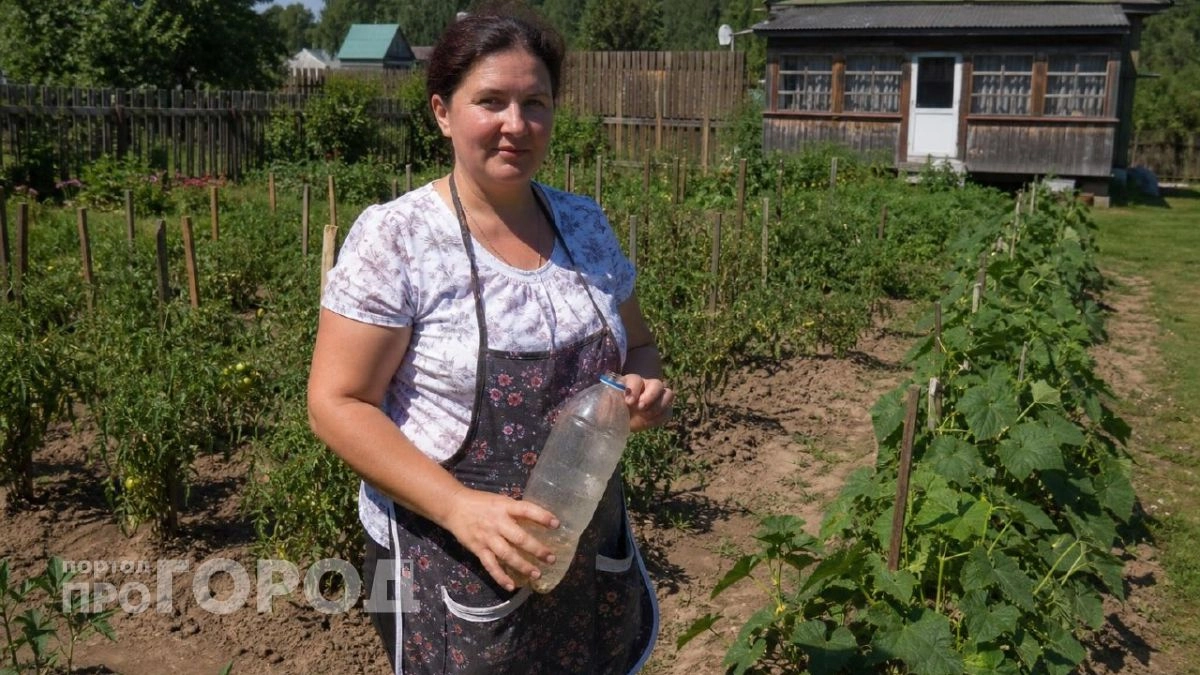 Сделала ловушку из пластиковой бутылки - в тот же вечер ни одного комара на даче: показываю простой способ
