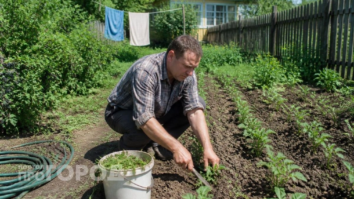 Сорняк, который стоит как золото: почему я перестал выпалывать эту траву и теперь удобряю ею огород