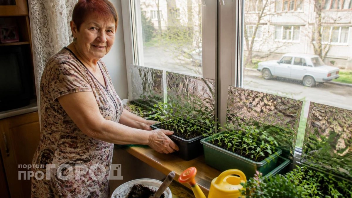 Секрет «жирной» рассады: пищевая фольга помогает лучше всяких удобрений
