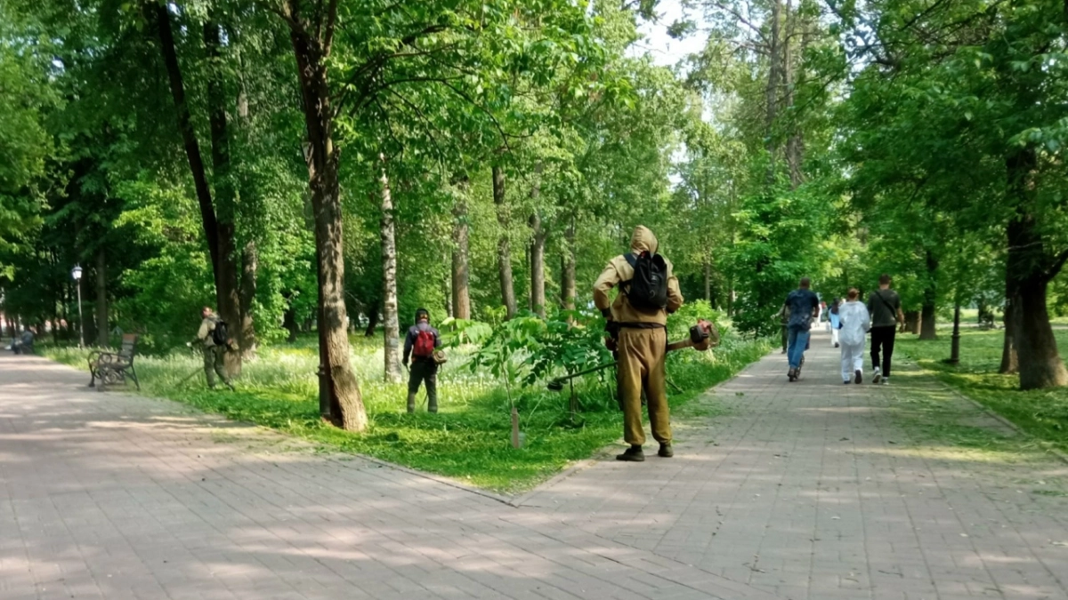  Карантин из‑за жука‑убийцы: в Ярославской области готовятся защищать вяз и ясень
