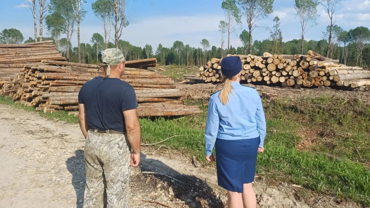 В Ярославской области арендатор устроил нелегальный склад древесины у леса: ему грозит штраф до 30 тысяч рублей