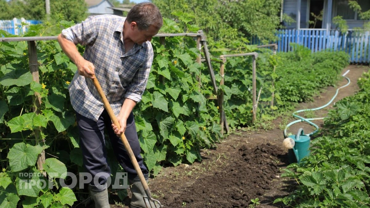 Делаю одну простую манипуляцию с почвой после полива: корни дышат и огурцы плодоносят до самых заморозков