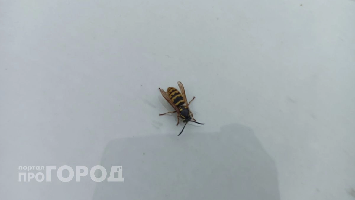 В Ярославской области пчёлы с пасеки покусали людей — владельца наказали за нарушение ветеринарных правил