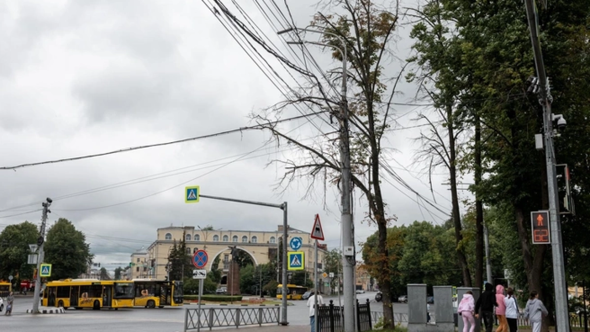 В Ярославской области готовятся к карантину из-за опасной ясеневой златки