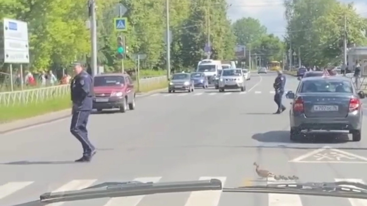Полицейский в Ярославле остановил движение ради утки с тремя утятами