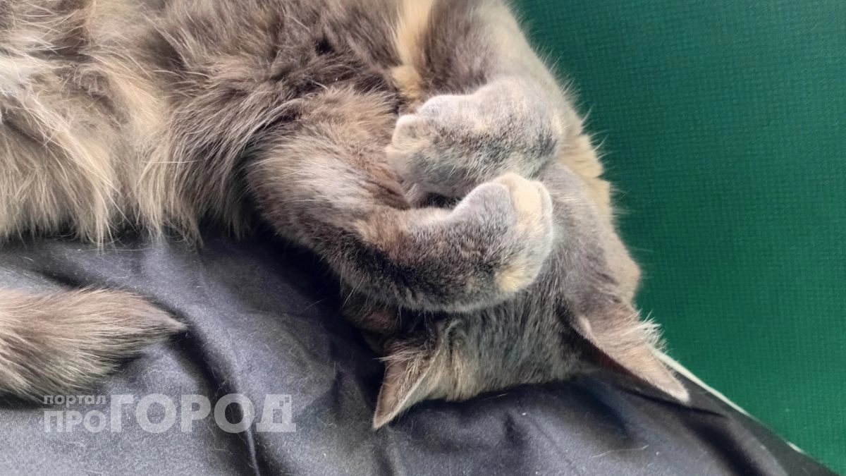 Ваша кошка вас не любит: 6 неочевидных признаков, которые мы не хотим замечать