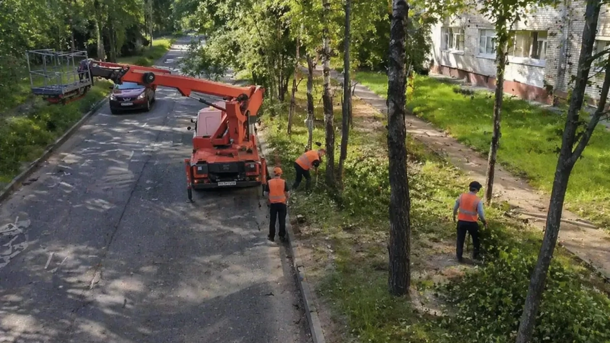 Мэр Ярославля: большинство заявок на аварийные деревья выполняют за 24 часа