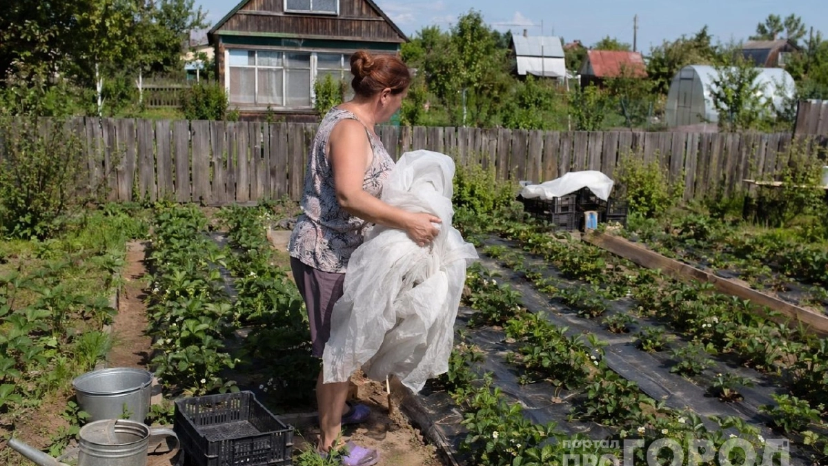 Старый тюль не выбрасываю: хитрый способ спасти урожай клубники и облепихи от пернатых недругов