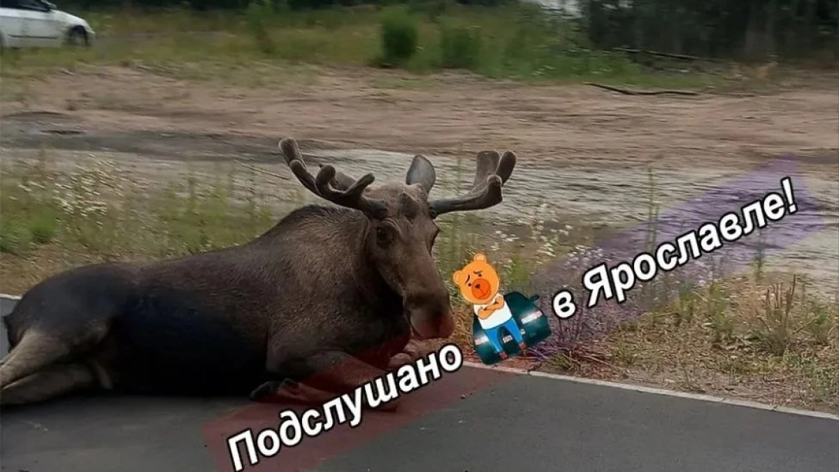 В Заволжском районе лось бросился под машину: авто на отбойнике, животное погибло