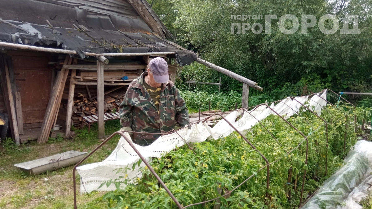 Дожди заливают огород: я сделала вот что — и спасла урожай от гибели
