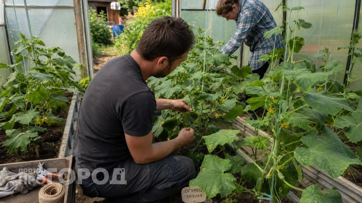 Огурцы перестали плодоносить после прищипки: сделала одно простое движение и собрала урожай через шесть дней